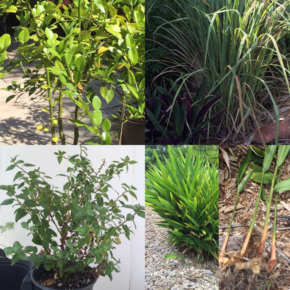 thai-herbs-from-my-garden