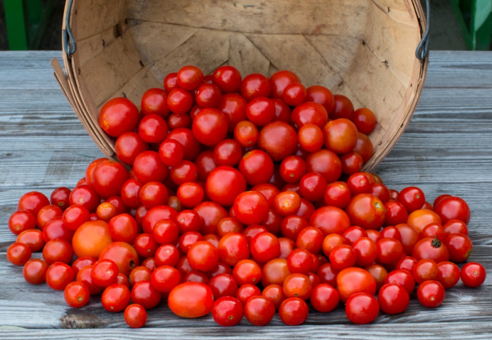 Worden Farm CSA Crops-4228