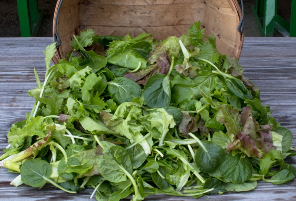 Worden Farm CSA Crops-4254.jpg