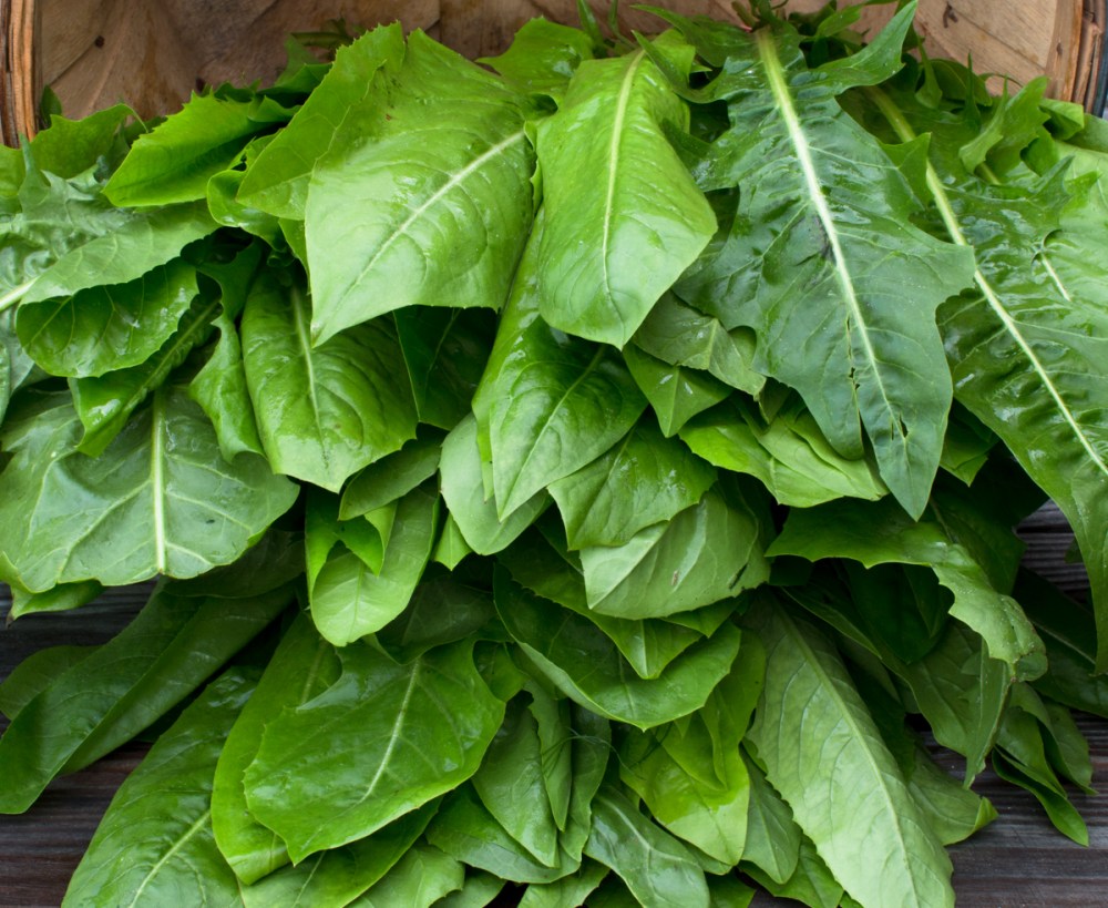 Worden Farm CSA crops-3921.jpg