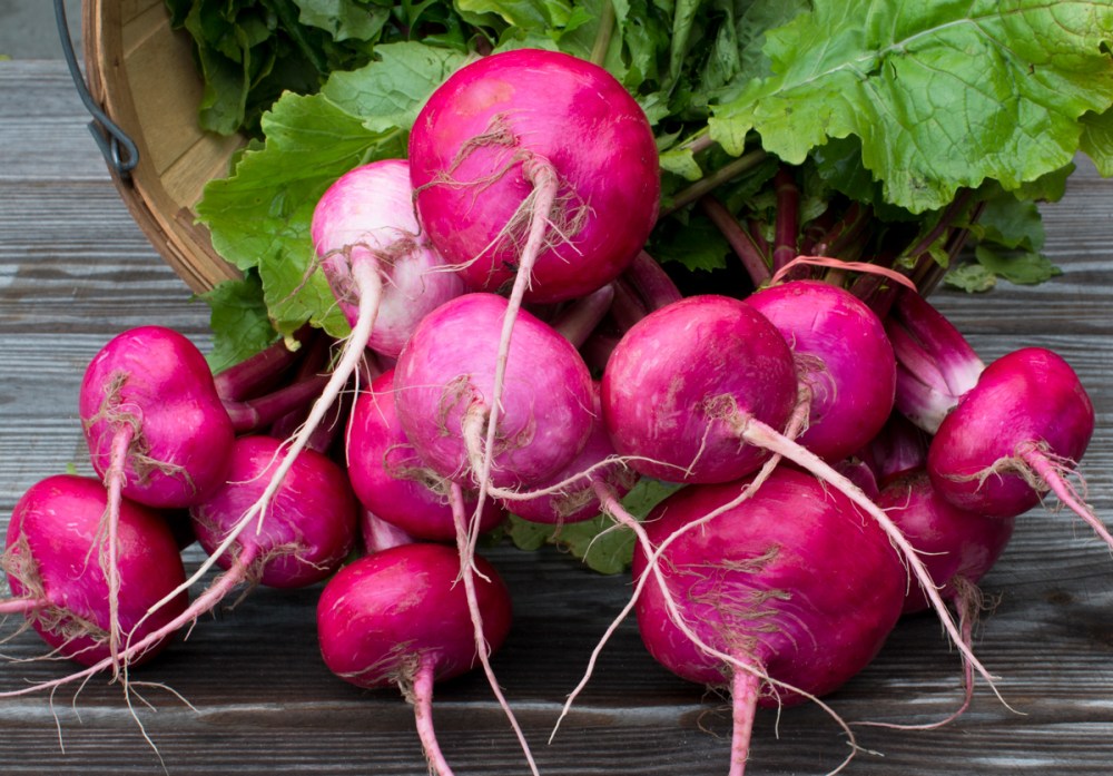 Worden Farm CSA crops-3944