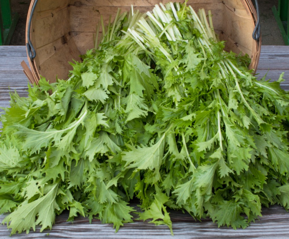 Worden Farm CSA Crops-4266