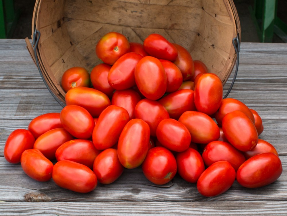 worden-farm-csa-crops-4213