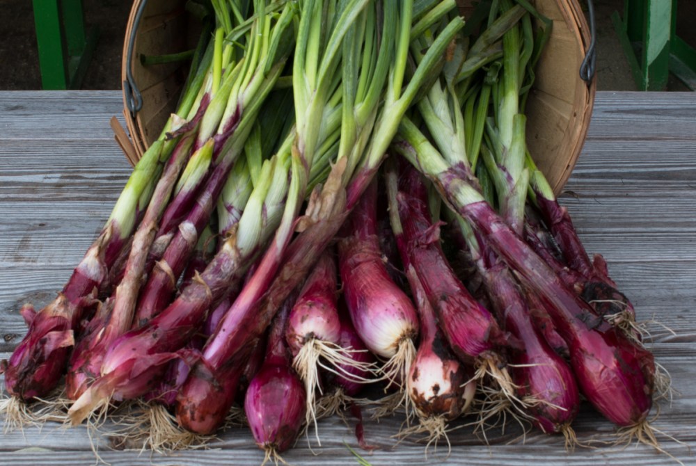 worden-farm-csa-crops-4245