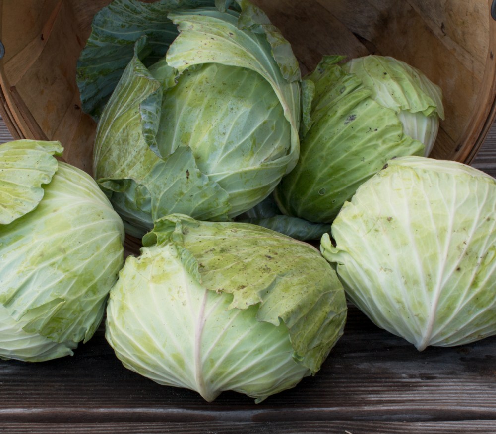 Worden Farm CSA crops-3953