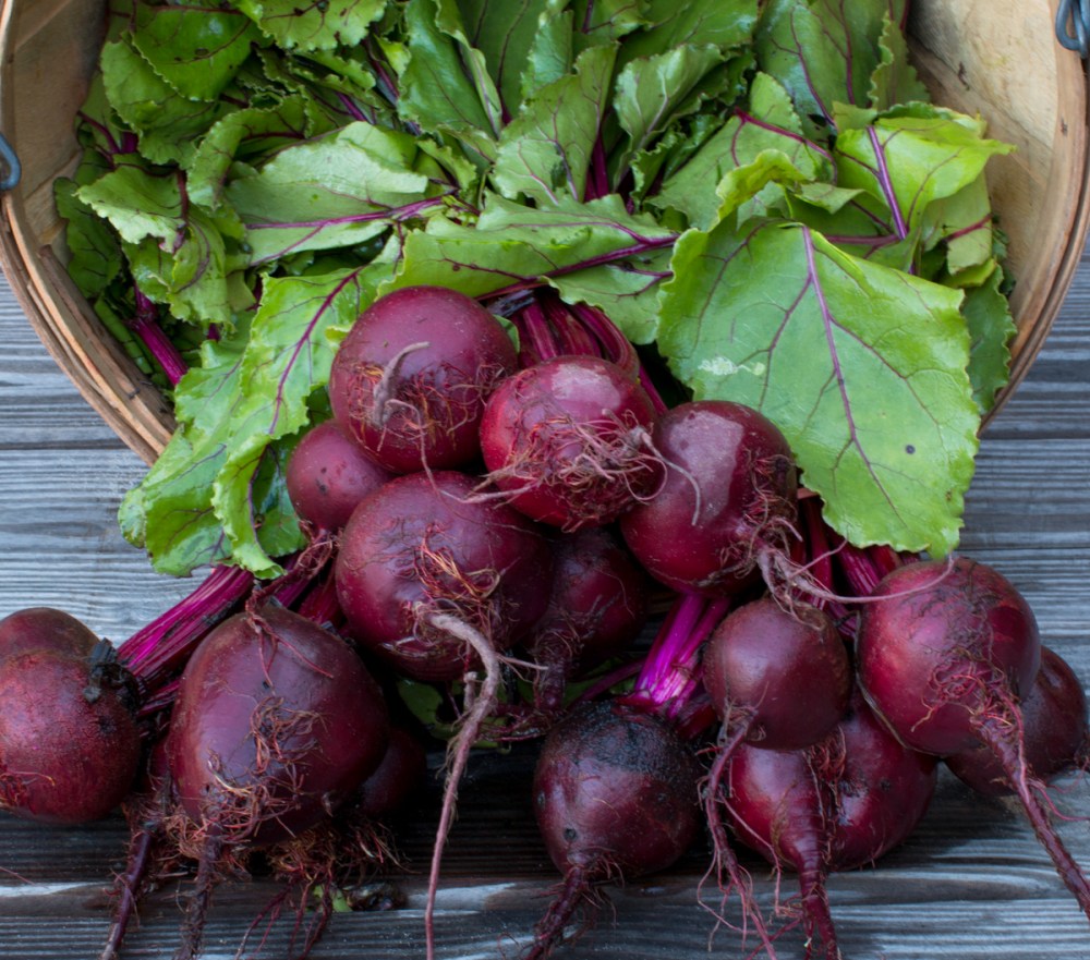 Worden Farm CSA crops-3965