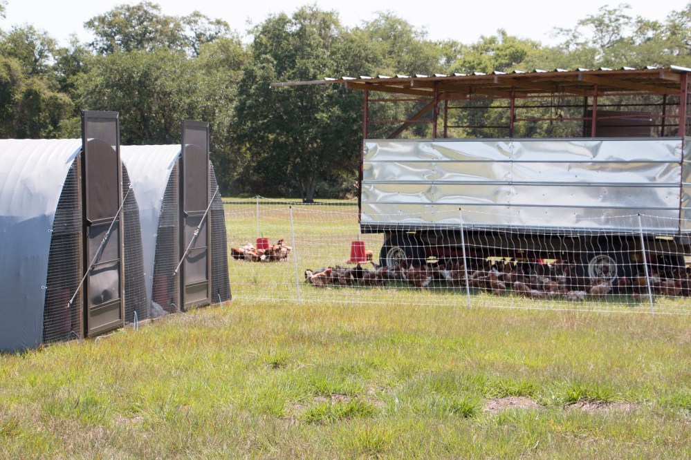 Chickens in the field-9172