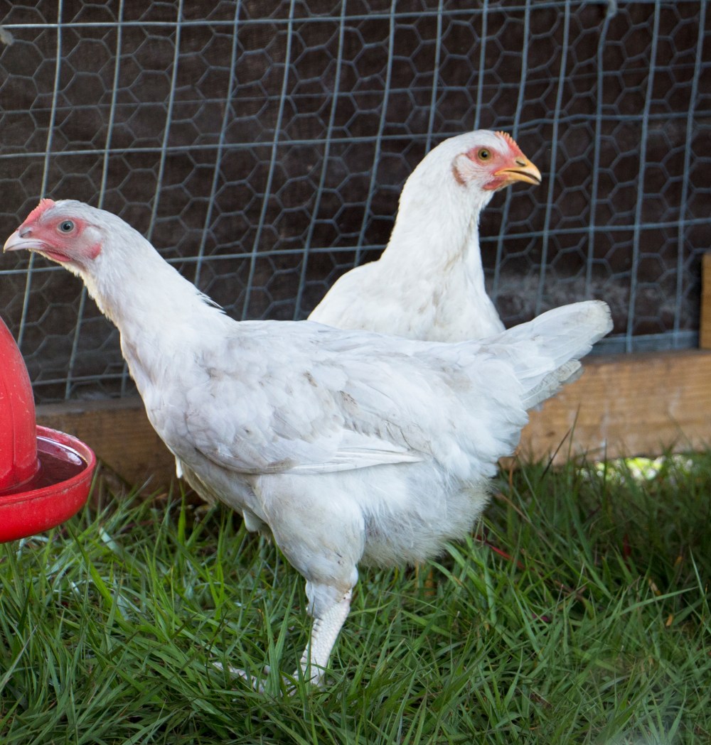 Cornish Cross chickens in the field-9162