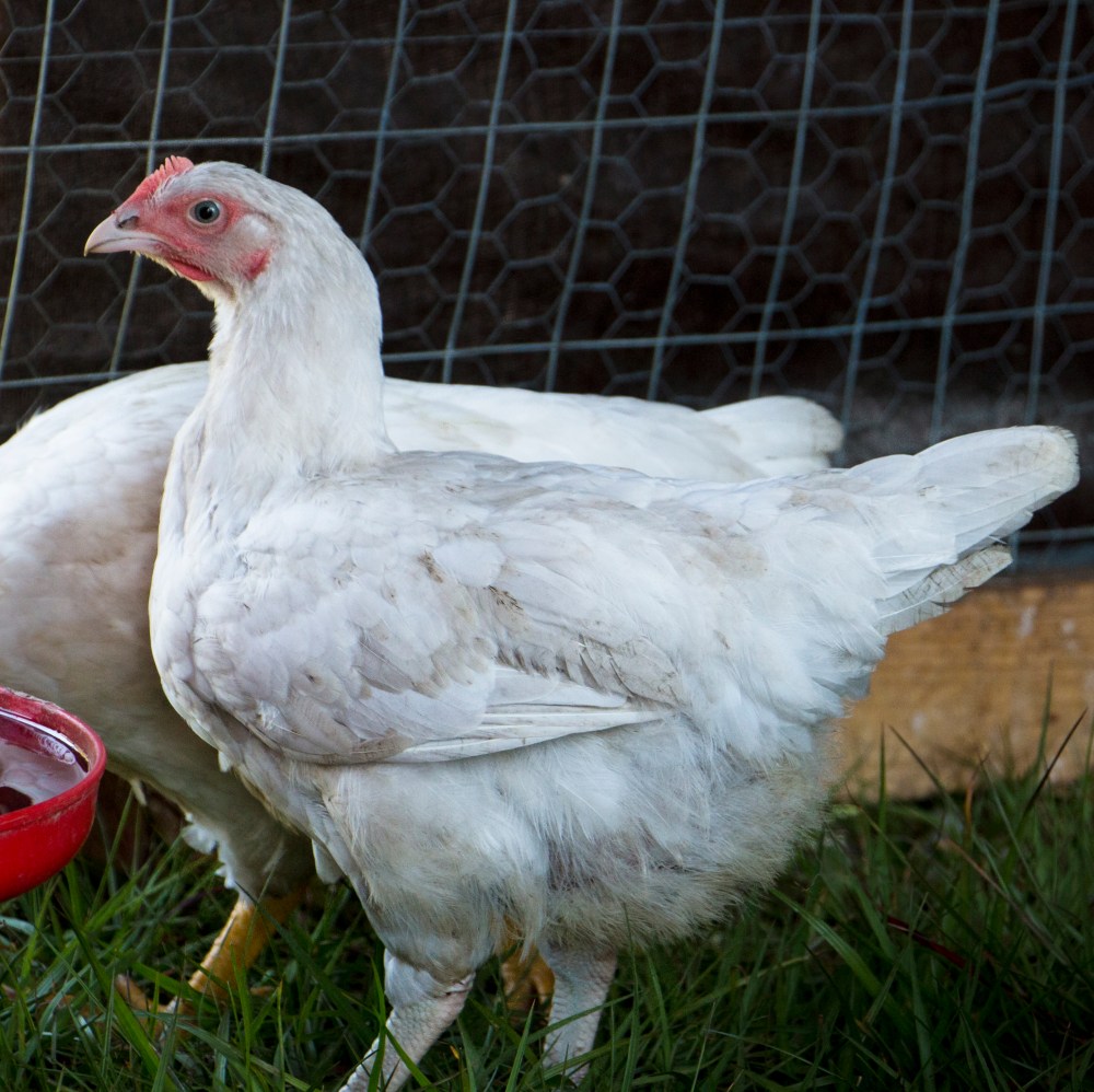 Cornish Cross hen-9163