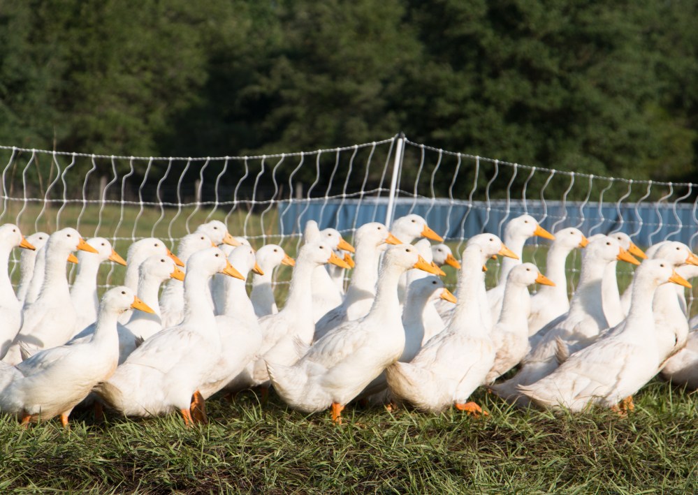 Grove Ladder Farm poultry-8861