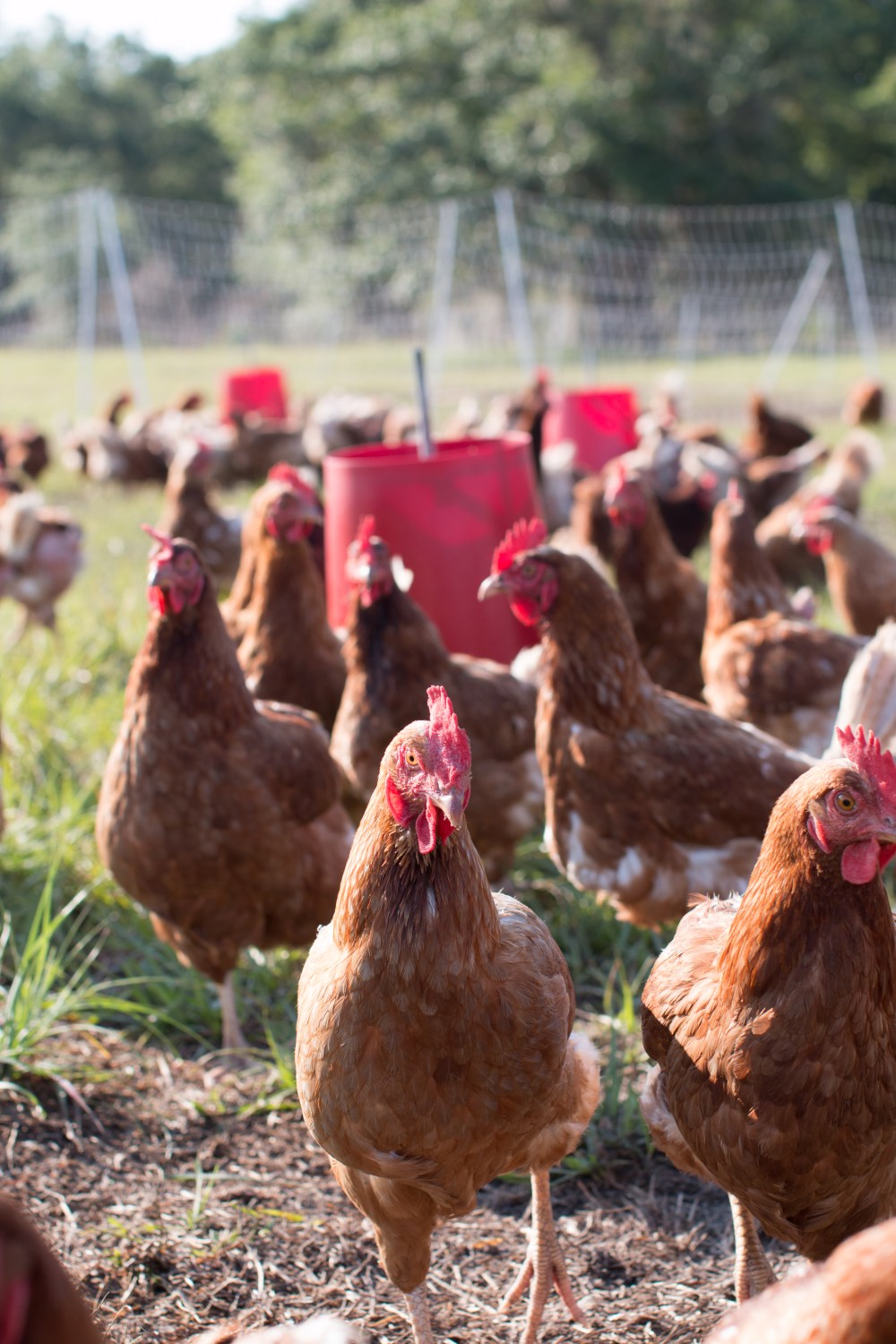 Grove Ladder Farm poultry-8904